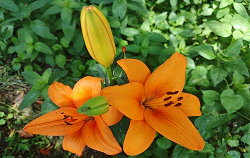 沈陽(yáng)人事代理公司解讀人事代辦服務(wù)